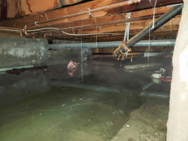 Best Basement water damage restoration  in Captain Cook, HI