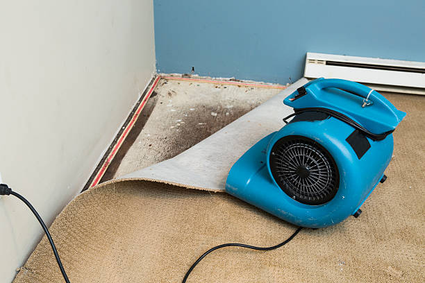 Best Water damage cleanup near me  in Captain Cook, HI